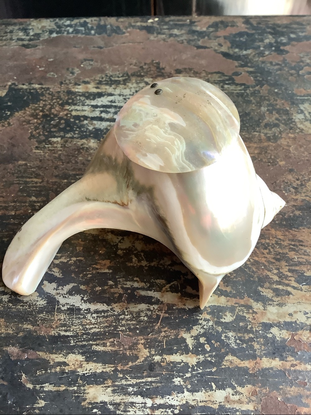 Antique Calligraphy Shell Inkwell